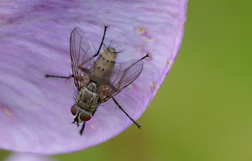 Réf. 180 274 : Dinera grisescens